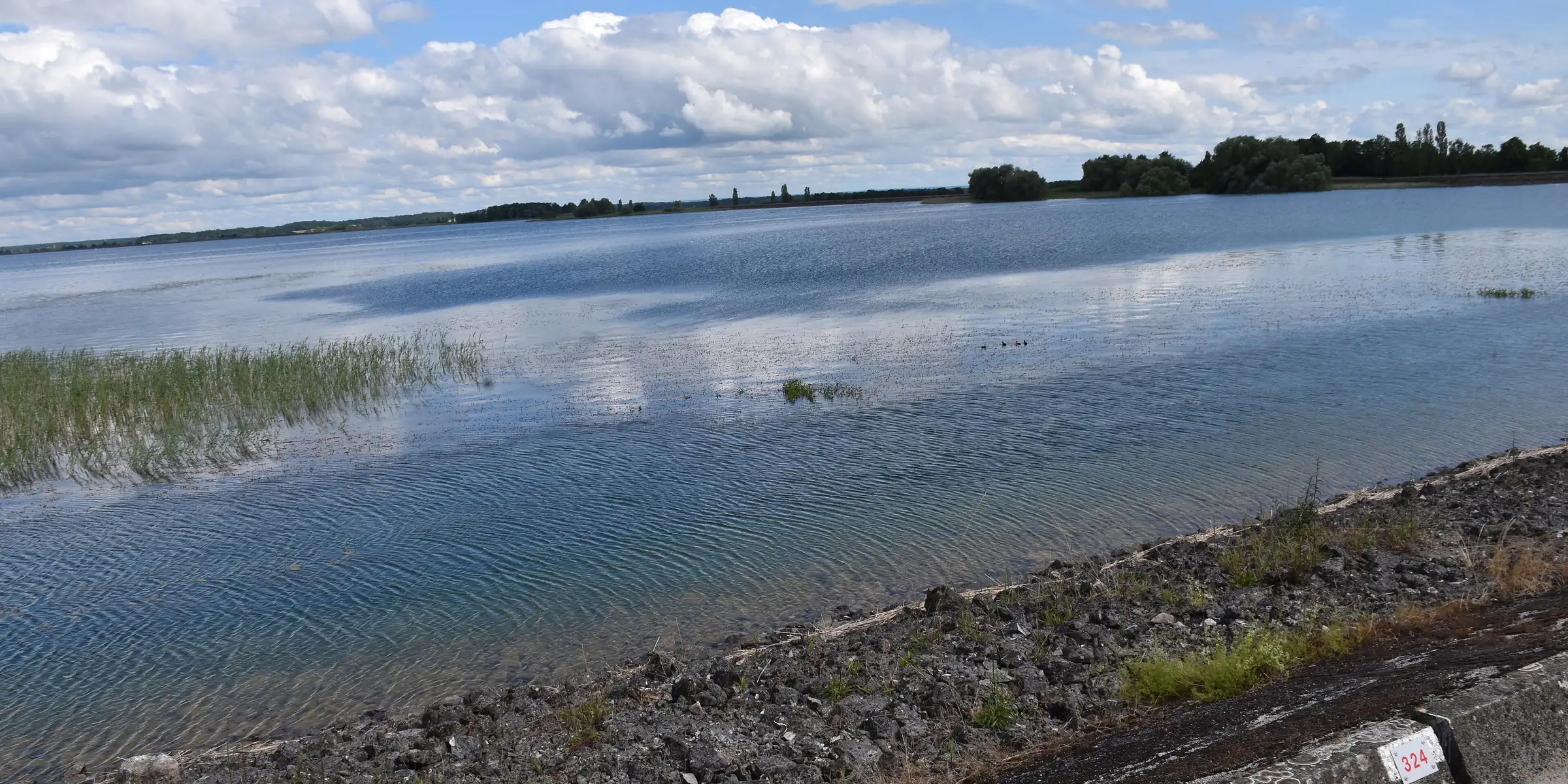 Le lac du Der à l'aube, vol de grues cendrées au-dessus de l'eau