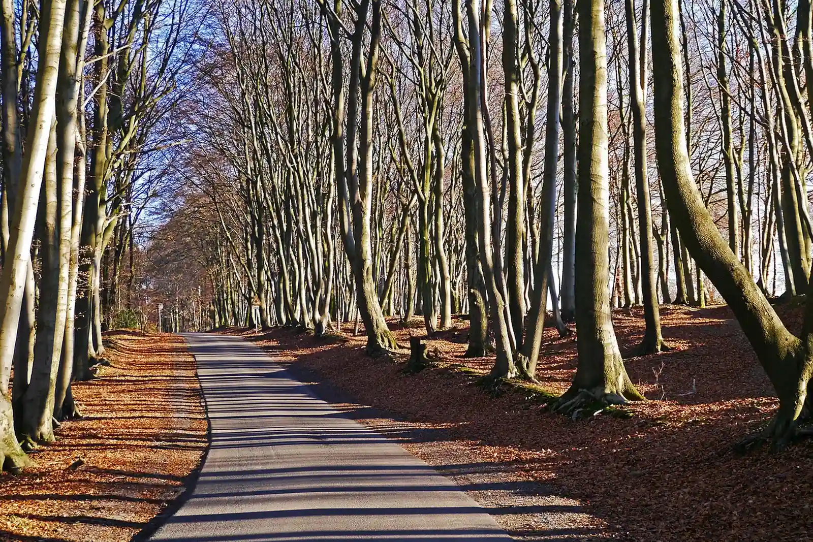 Sous-bois de la forêt d'Argonne, lumière rasante