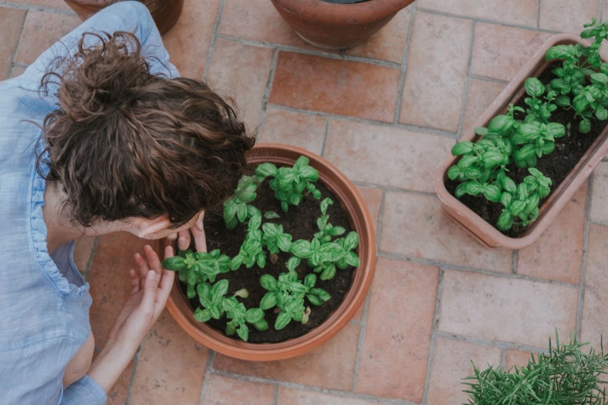 Aménager un petit potager chez soi