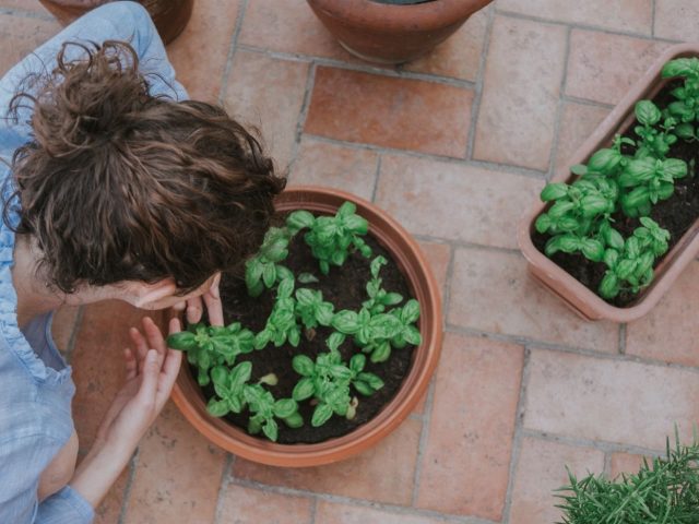 Aménager un petit potager chez soi