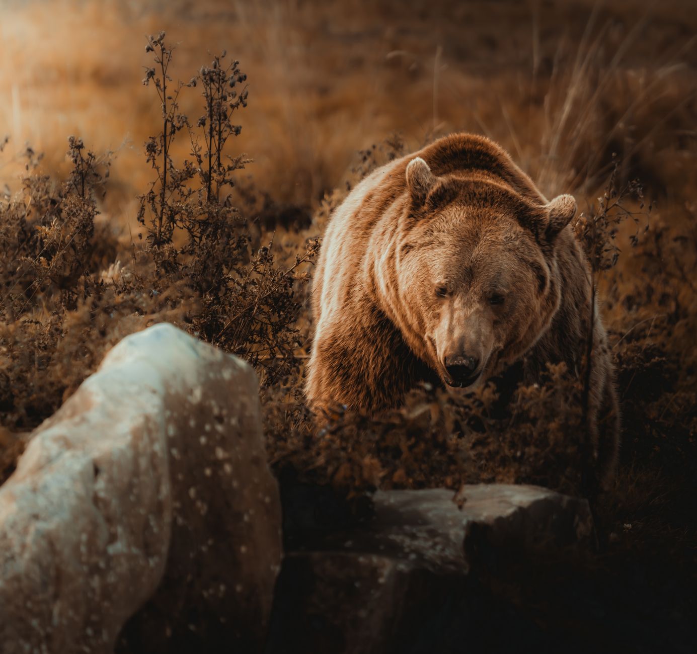 La cohabitation entre ours et habitants à Los Angeles
