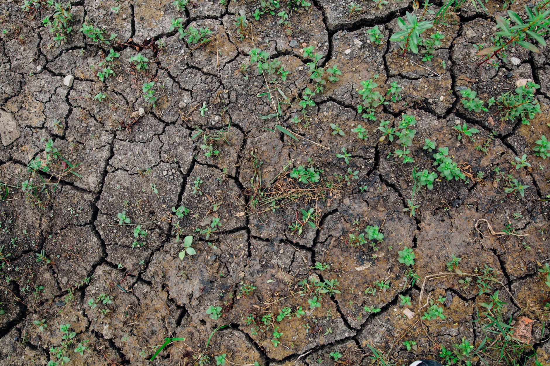 Sécheresse historique en France : comment sauver vos jardins dès maintenant ?