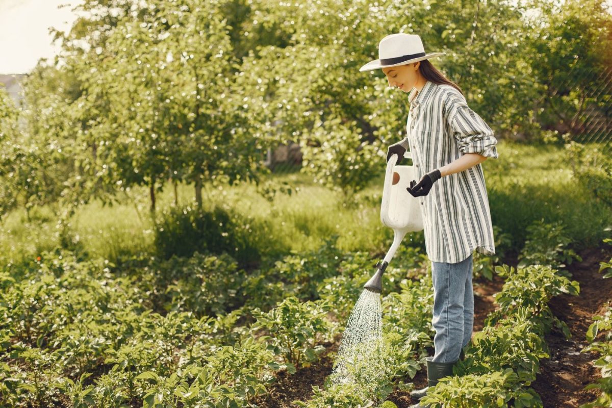 Meilleurs systèmes d'arrosage pour petit jardin