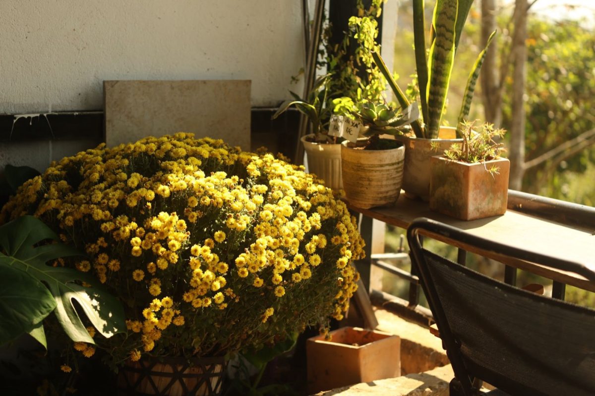 Plantes faciles pour balcon et loggia selon l'exposition
