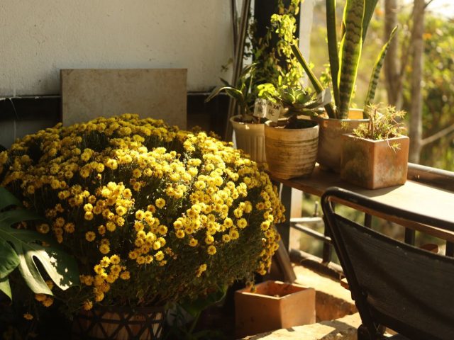 Plantes faciles pour balcon et loggia selon l’exposition