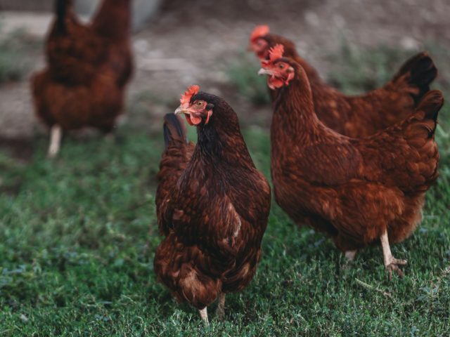 2026 : l’interdiction des cages pousse les éleveurs à innover