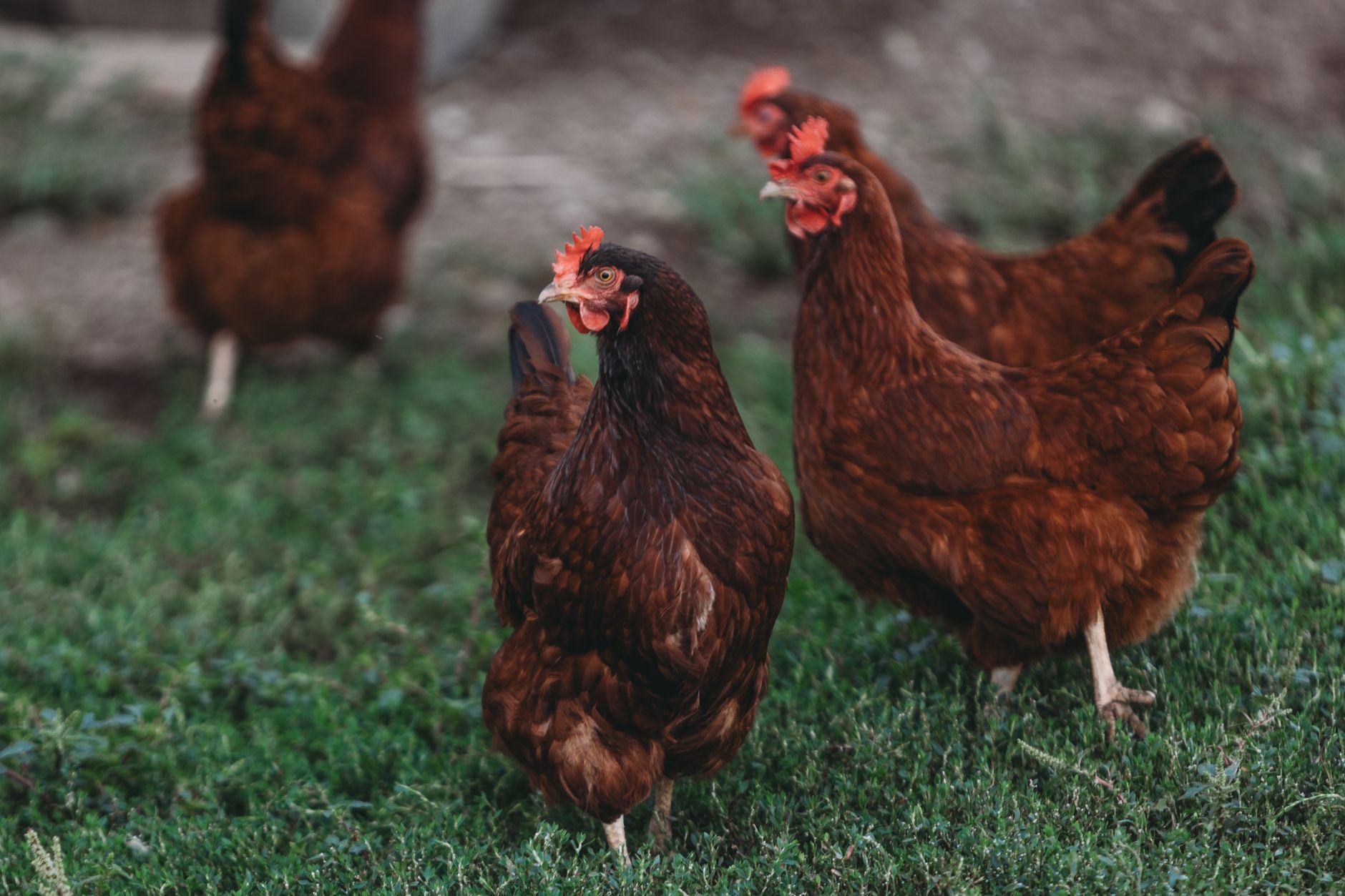 2026 : l’interdiction des cages pousse les éleveurs à innover