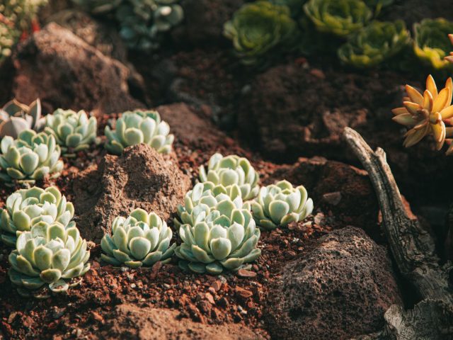 Sécheresse historique en France : comment sauver vos jardins dès maintenant ?