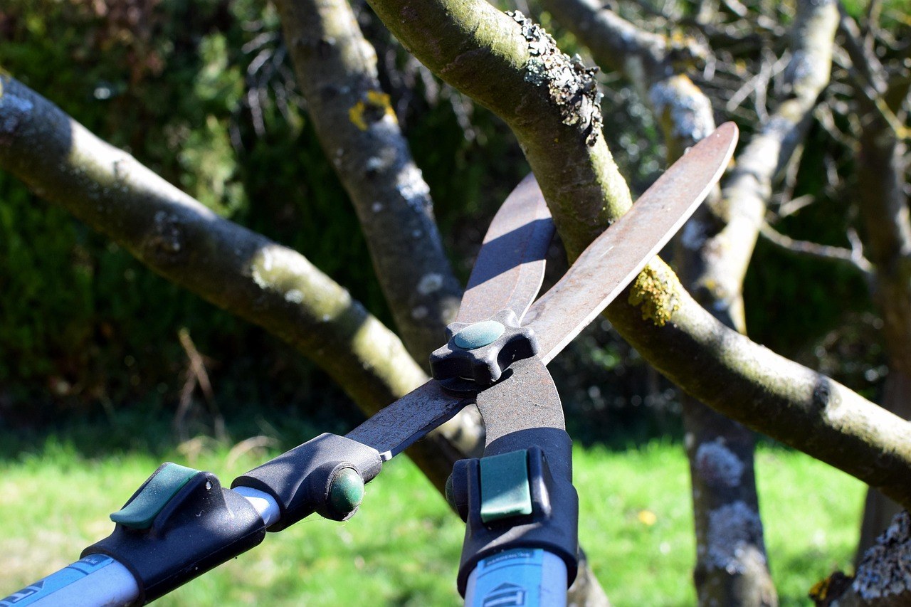 Sécateur de jardin coupant une branche d'arbre
