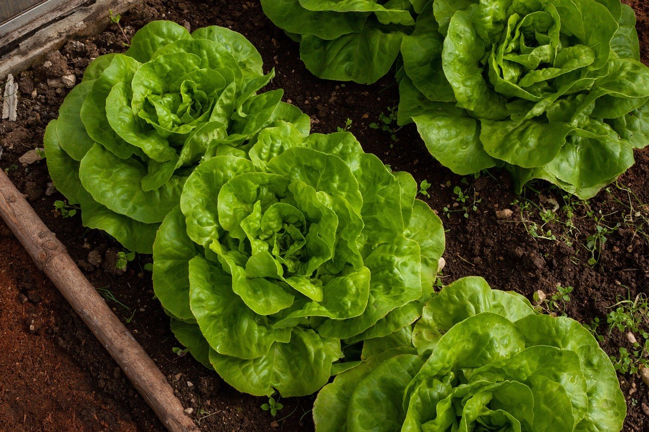 Rangées de laitues dans un potager collectif de quartier