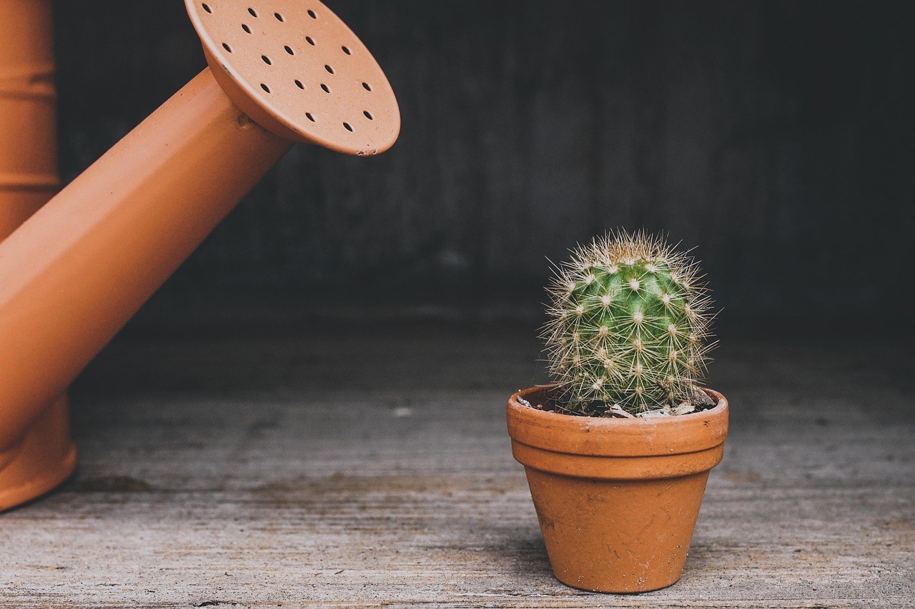 Arrosage d'un cactus en pot avec un arrosoir, entretien des plantes d'intérieur