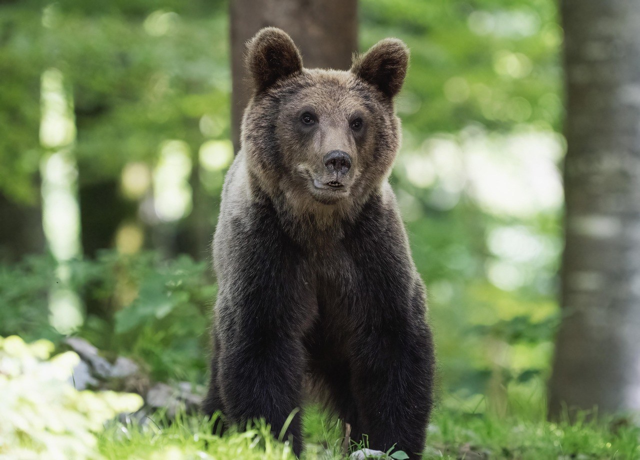 Ours brun debout dans une forêt, illustrant la cohabitation avec la faune sauvage